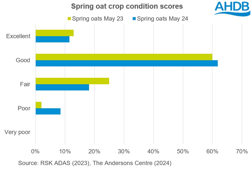 Chart showing GB spring oat crop condition scores as at the end of May 2024 and May 2023
